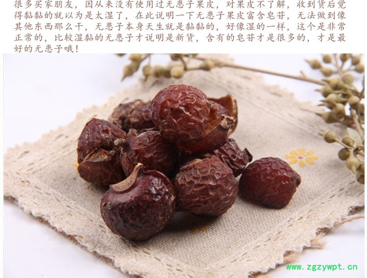无患子果皮3.jpg