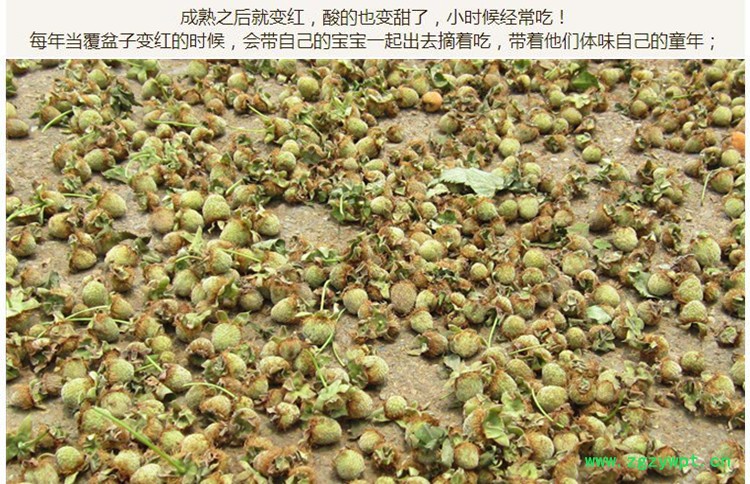 覆盆子3.jpg