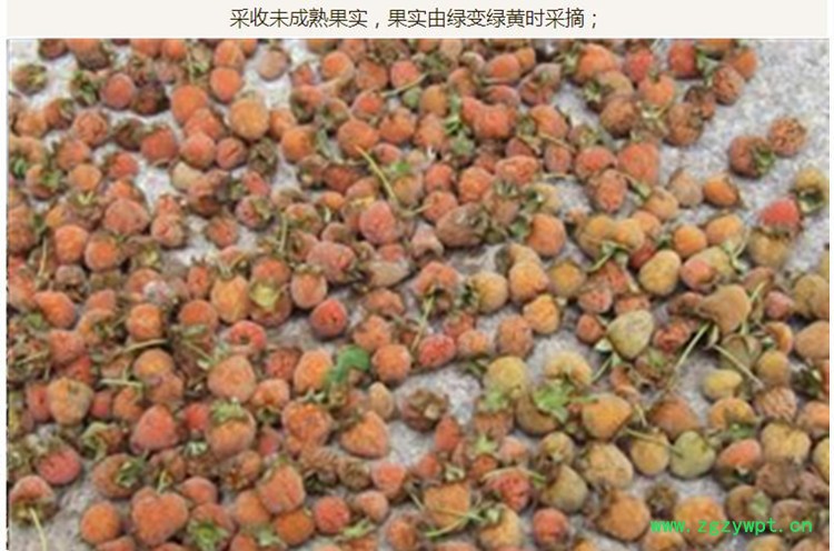 覆盆子4.jpg