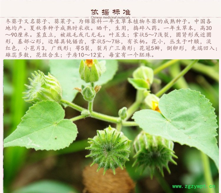 冬葵子4.jpg