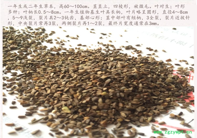 茺蔚子4.jpg