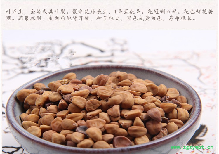 牵牛子白4.jpg