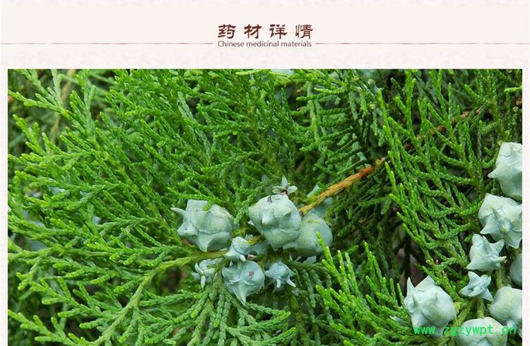 选货柏子仁3.jpg