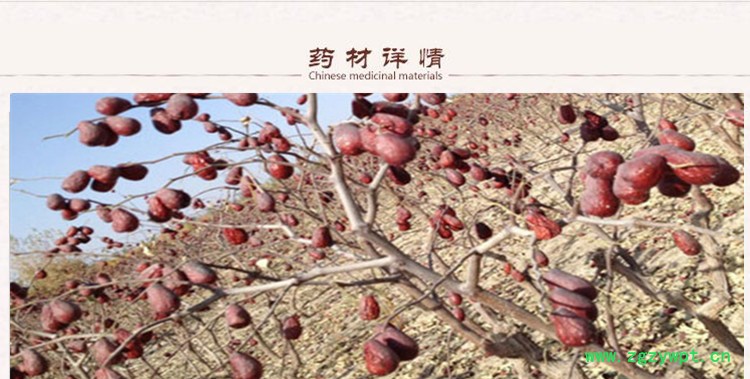 俊枣2 .jpg