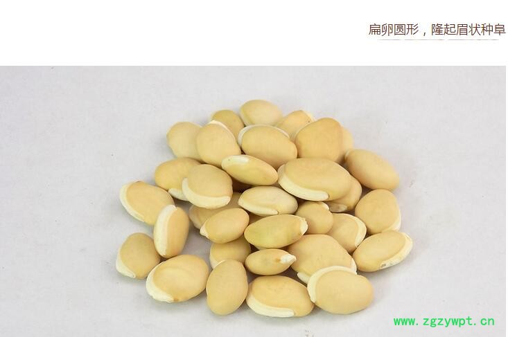 扁豆5.jpg