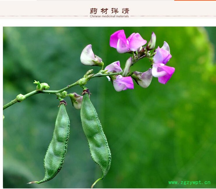 扁豆3.jpg