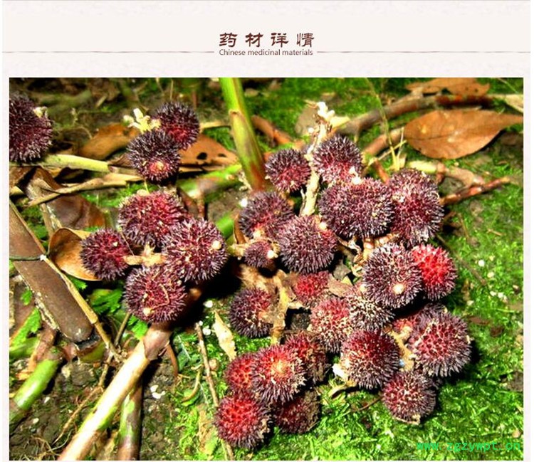 砂仁2.jpg