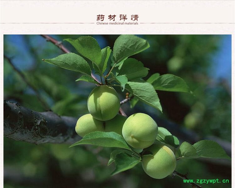 乌梅2.jpg