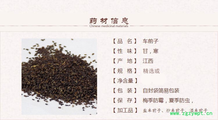 车前子1_副本.jpg