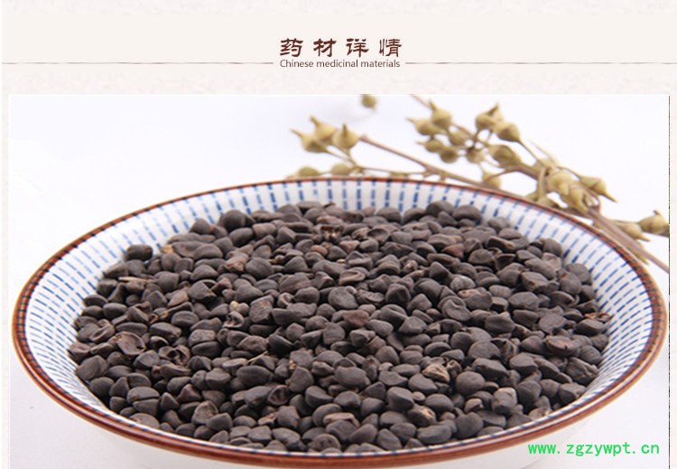 黑牵牛子2.jpg