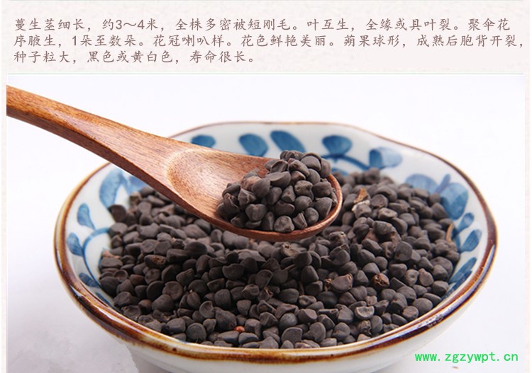 黑牵牛子4.jpg
