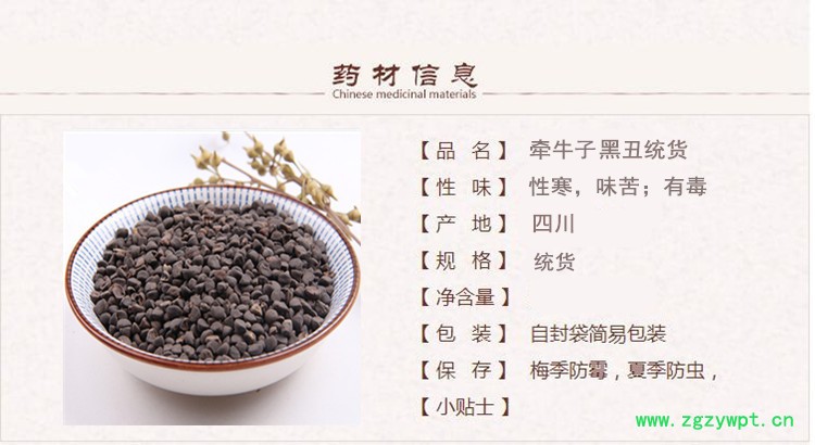 黑牵牛子1.jpg