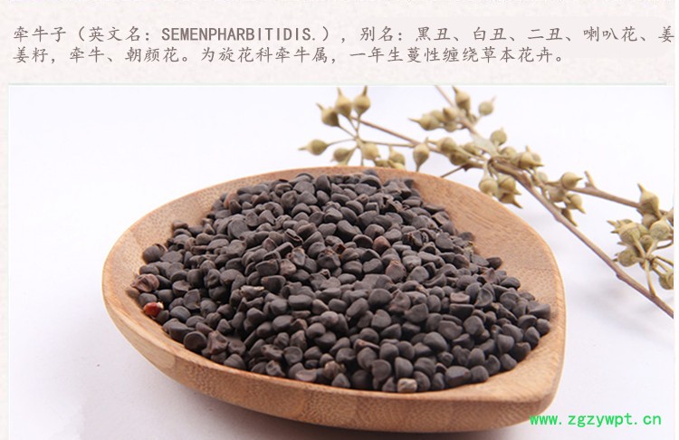 黑牵牛子3.jpg