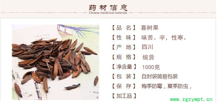 喜树果1.jpg