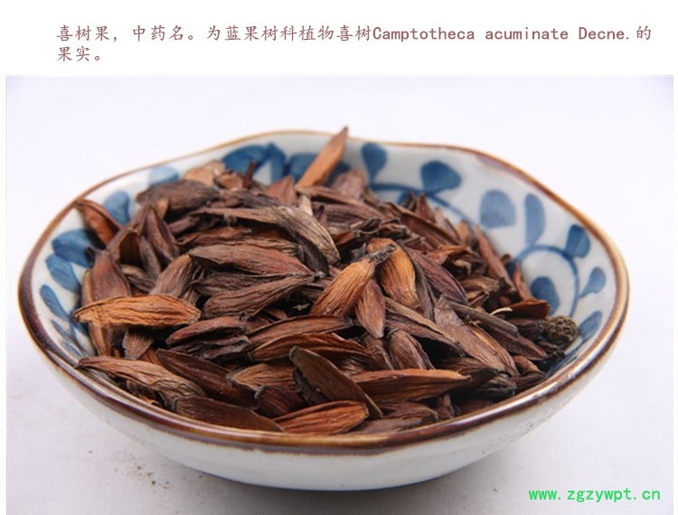 喜树果3.jpg