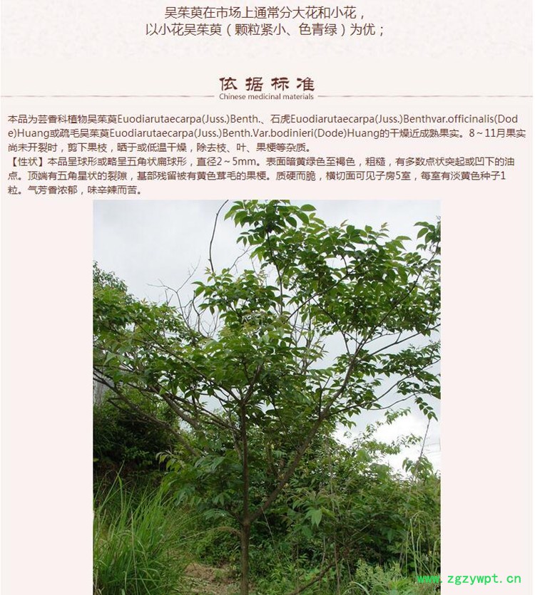 吴茱萸7.jpg