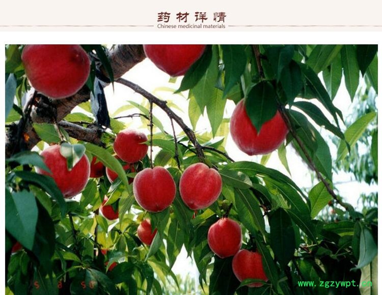 去皮统货桃仁2.jpg