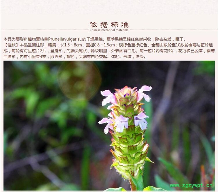 夏枯草4.jpg