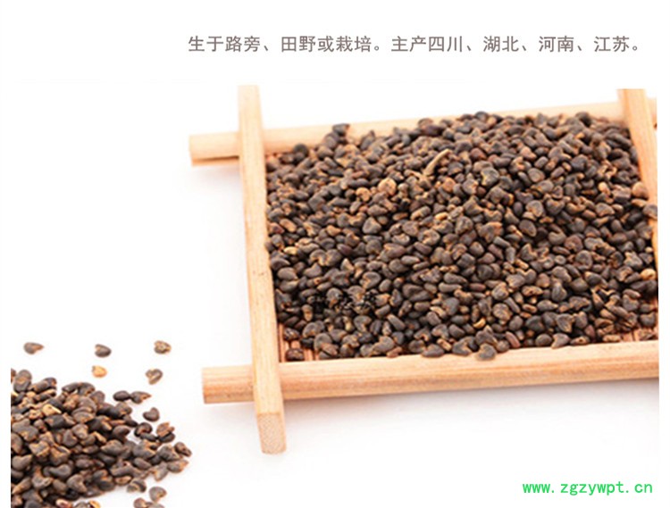 苘麻子5.jpg