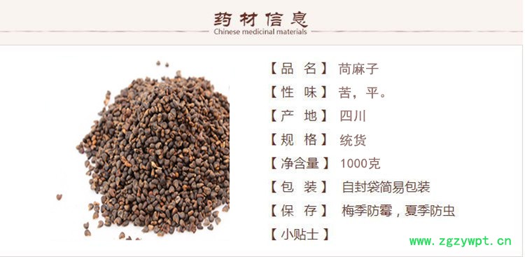 苘麻子1.jpg