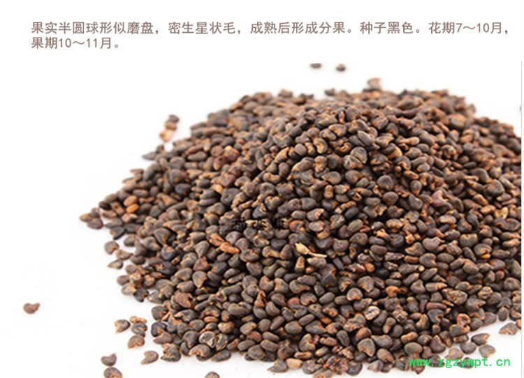 苘麻子4.jpg