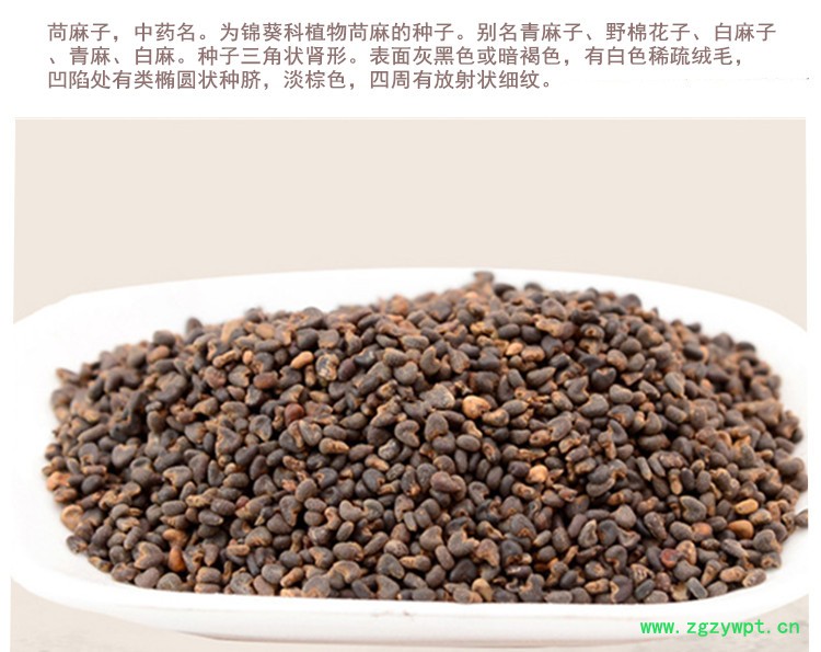 苘麻子2.jpg