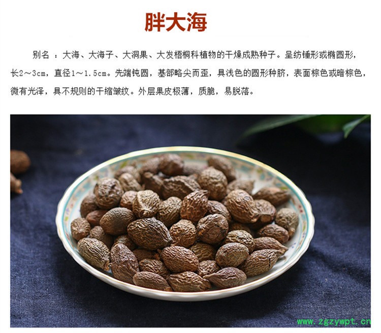 新胖大海1.jpg