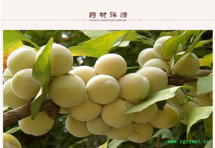 白果2.jpg