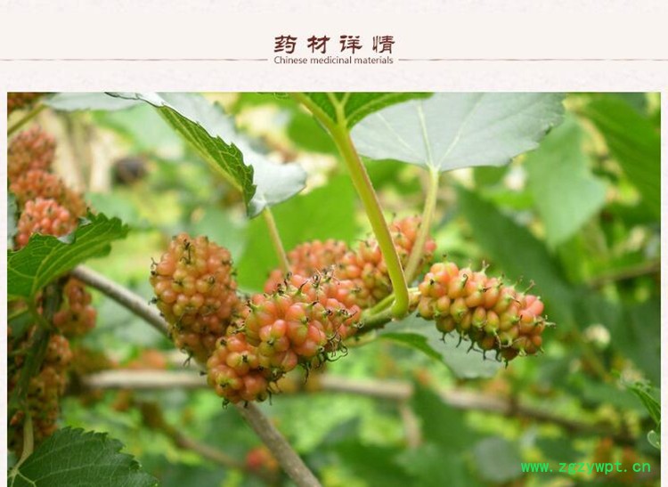 桑葚子2.jpg