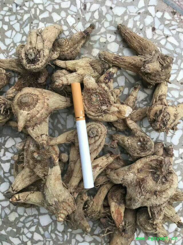 白芨.jpg