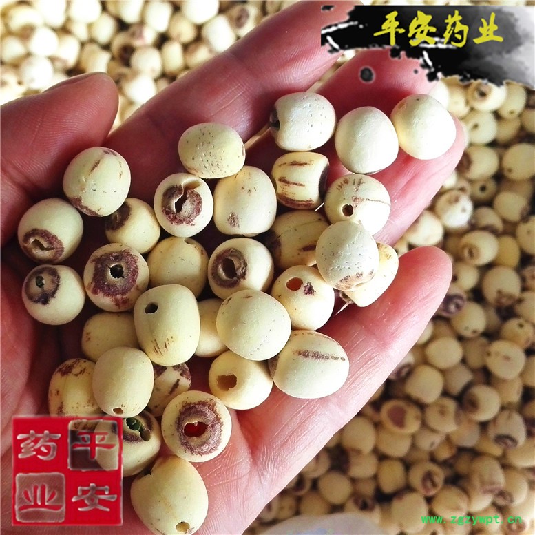 莲子~01_副本.jpg