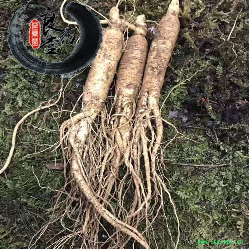人参小4_副本.jpg