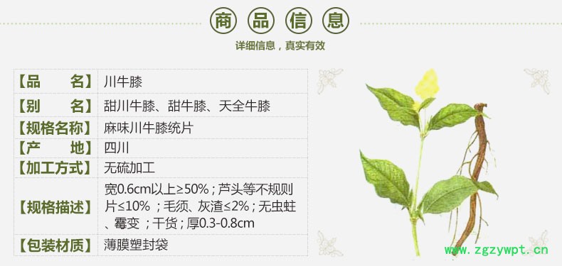 麻牛膝4.jpg