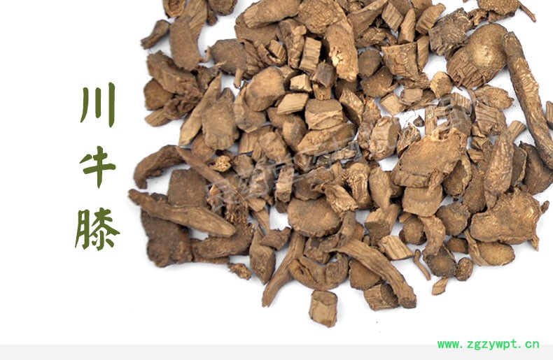 麻牛膝3.jpg
