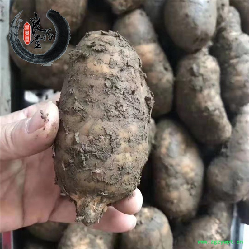 天麻_副本.jpg