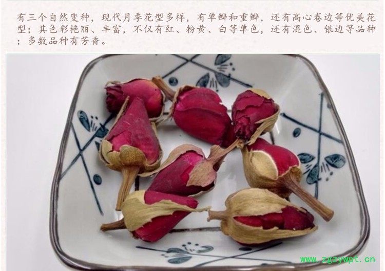 月季花4.jpg