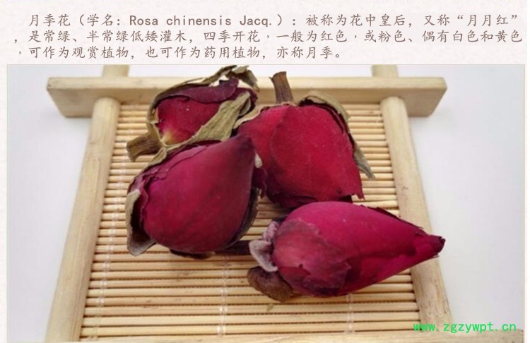 月季花3.jpg