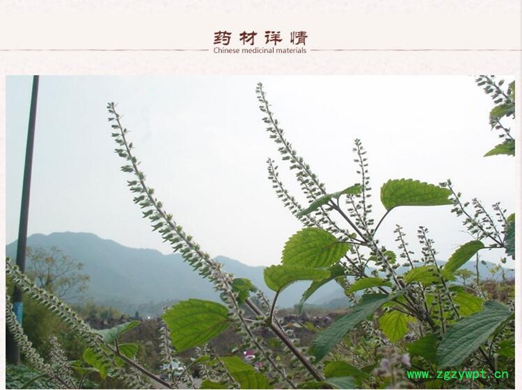 荆芥穗2.jpg