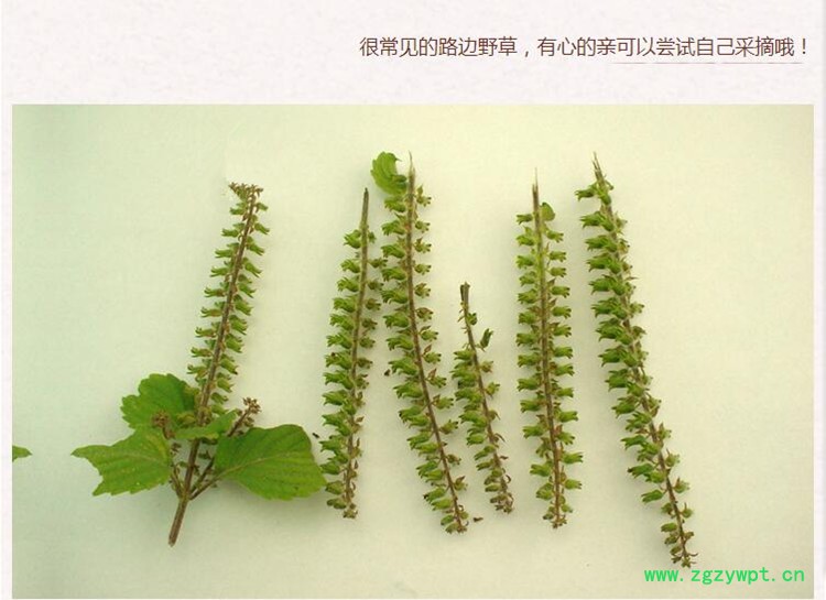 荆芥穗3.jpg
