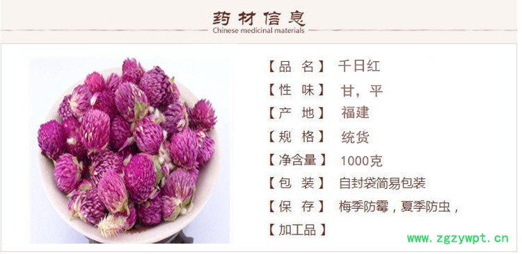 千日红1.jpg