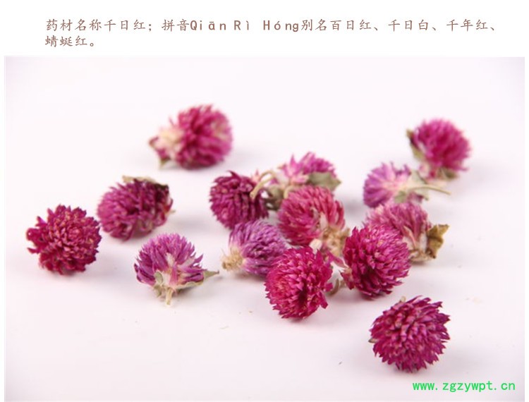 千日红3.jpg