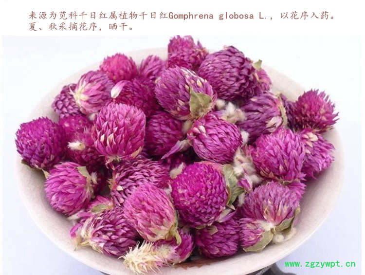 千日红4.jpg