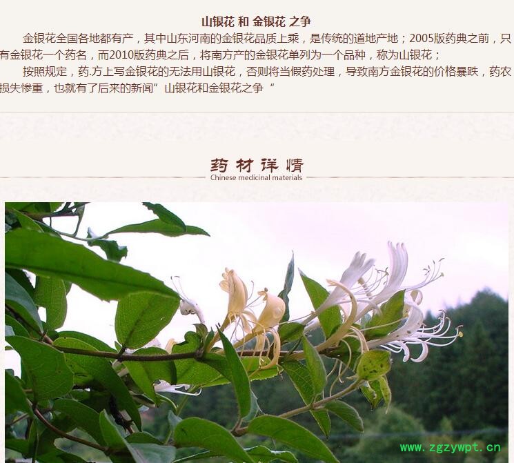 山东金银花2.jpg