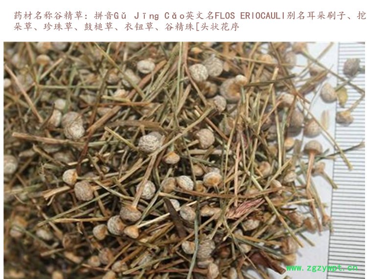 谷精草3.jpg