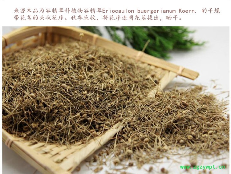 谷精草4.jpg