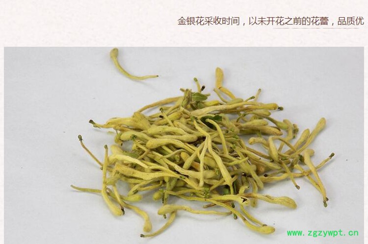 湖南金银花4.jpg