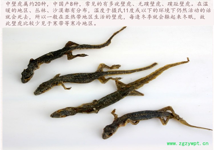 壁虎4.jpg