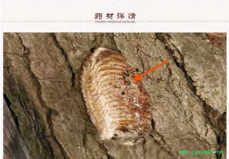 桑螵蛸2.jpg
