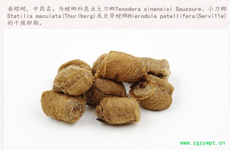 桑螵蛸3.jpg