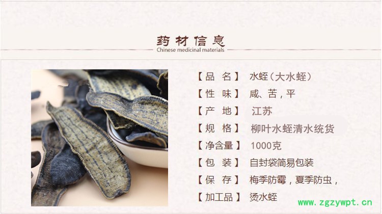 大条水蛭1.jpg